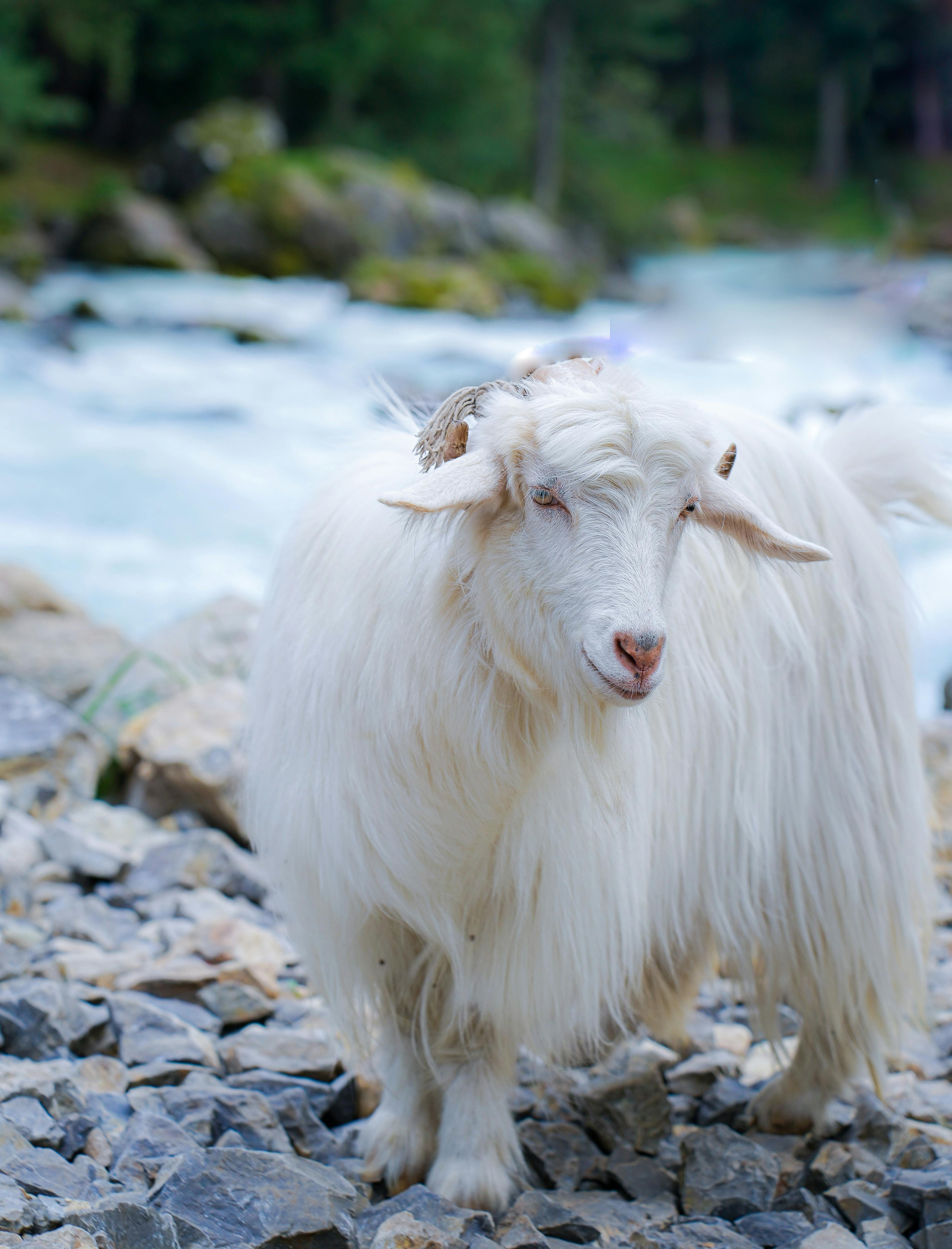 Close-up of a Pashmina goat on Himalayan rocks